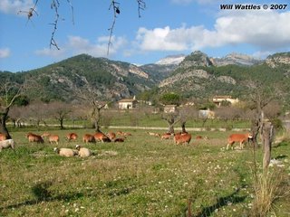 Red sheep in a field - Mallorca